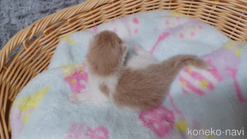 成約済の愛知県のラガマフィン-89171の7枚目