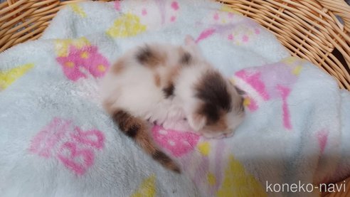 成約済の愛知県のラガマフィン-89172の8枚目