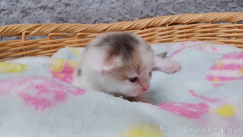 成約済の愛知県のラガマフィン-89172の9枚目