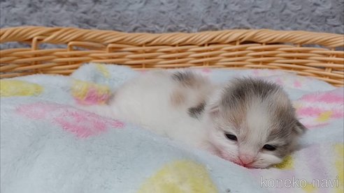 成約済の愛知県のラガマフィン-89172の10枚目