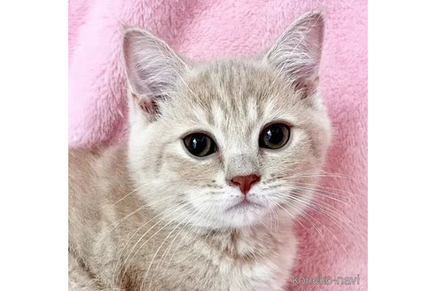成約済の静岡県のスコティッシュフォールド-89173の3枚目