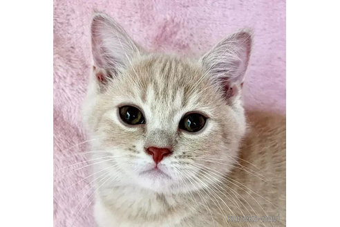 成約済の静岡県のスコティッシュフォールド-89173の2枚目