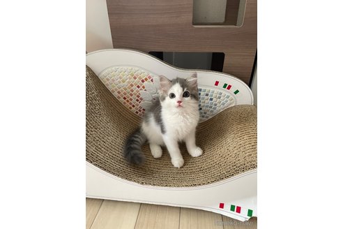 成約済ののマンチカン-85144