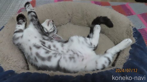 成約済の長野県のアメリカンショートヘア-85564の1枚目