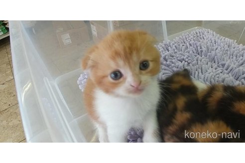 成約済の愛知県のスコティッシュフォールド(折れ耳)-88059の2枚目
