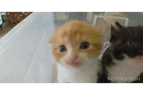 成約済の愛知県のスコティッシュフォールド(折れ耳)-88059の3枚目