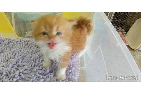 成約済の愛知県のスコティッシュフォールド-88056の3枚目