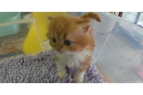 成約済の愛知県のスコティッシュフォールド-88056の2枚目