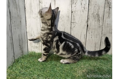成約済の三重県のアメリカンショートヘア-82700の11枚目