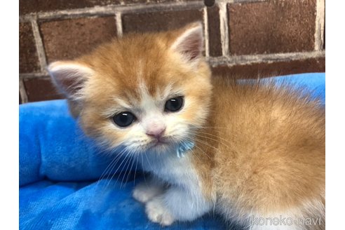 成約済の東京都のブリティッシュショートヘア-89247の4枚目