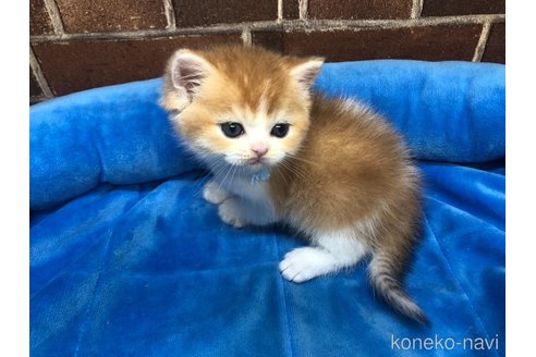 成約済の東京都のブリティッシュショートヘア-89247の5枚目