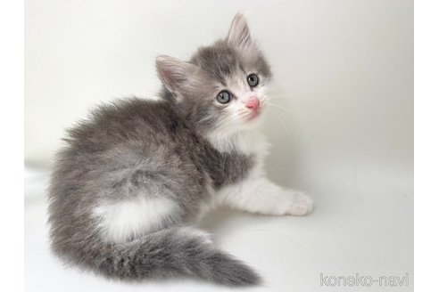 成約済の福岡県のノルウェージャンフォレストキャット-89276の3枚目