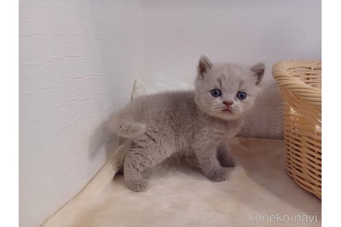 成約済の東京都のブリティッシュショートヘア-89278の3枚目