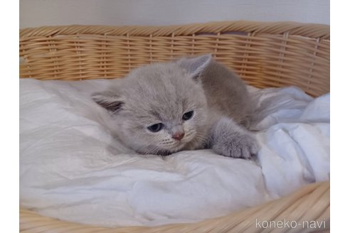 成約済の東京都のブリティッシュショートヘア-89279の4枚目