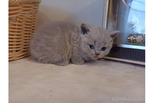 成約済の東京都のブリティッシュショートヘア-89279の5枚目