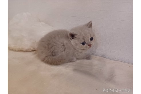 成約済の東京都のブリティッシュショートヘア-89281の9枚目
