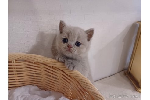 成約済の東京都のブリティッシュショートヘア-89281の6枚目