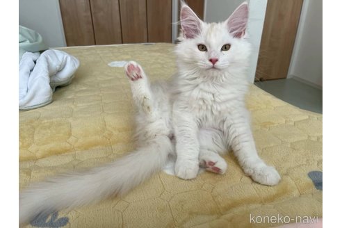 成約済の埼玉県のメインクーン-76374の2枚目