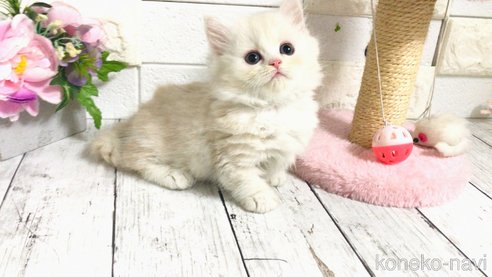 成約済の埼玉県のマンチカン(短足)-88279の3枚目