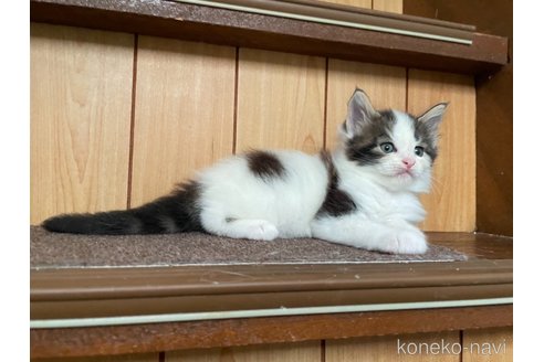 成約済の京都府のメインクーン-89308の5枚目