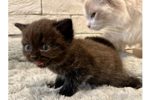 成約済の香川県のブリティッシュショートヘア-89311の4枚目