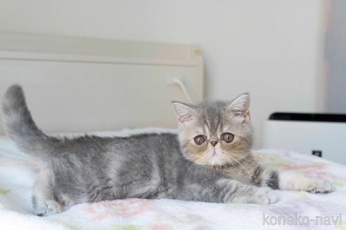 成約済の東京都のエキゾチックショートヘア-84490の12枚目