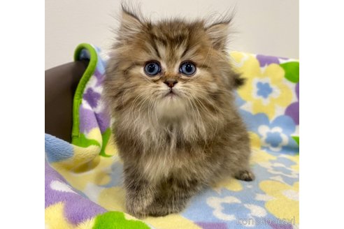 成約済の神奈川県のペルシャ-87607の2枚目