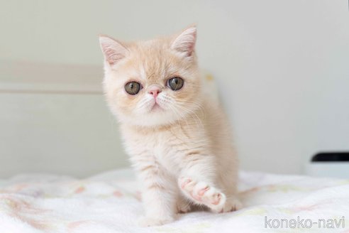 成約済の東京都のエキゾチックショートヘア-88725の25枚目