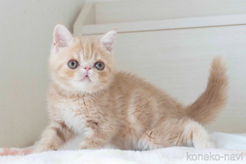 成約済の東京都のエキゾチックショートヘア-88726の25枚目