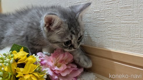 成約済の広島県のスコティッシュフォールド-85435の11枚目