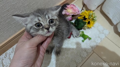 成約済の広島県のスコティッシュフォールド-85435の6枚目