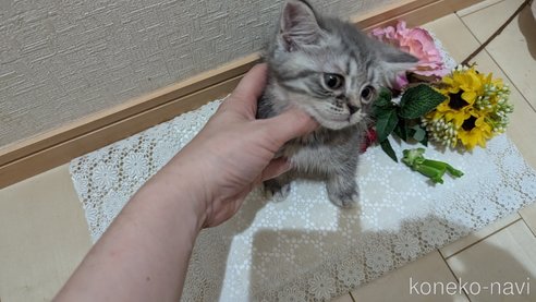 成約済の広島県のスコティッシュフォールド-85435の7枚目