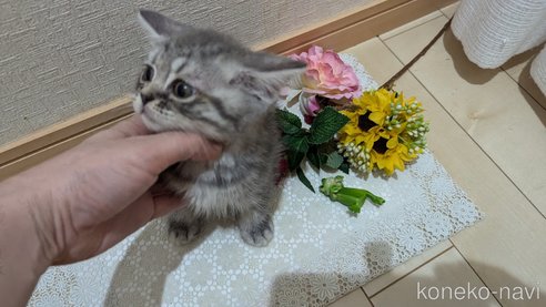 成約済の広島県のスコティッシュフォールド-85435の5枚目