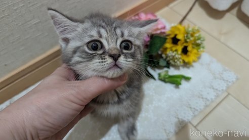 成約済の広島県のスコティッシュフォールド-85435の4枚目