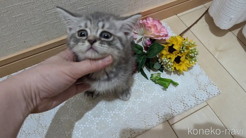 成約済の広島県のスコティッシュフォールド-85435の3枚目