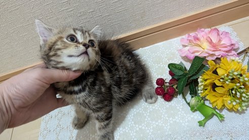 成約済の広島県のスコティッシュフォールド-85438の8枚目