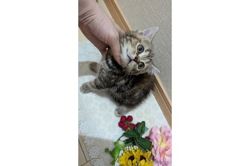 成約済の広島県のスコティッシュフォールド-85438の7枚目
