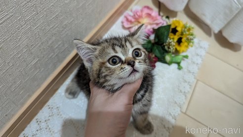 成約済の広島県のスコティッシュフォールド-85438の6枚目