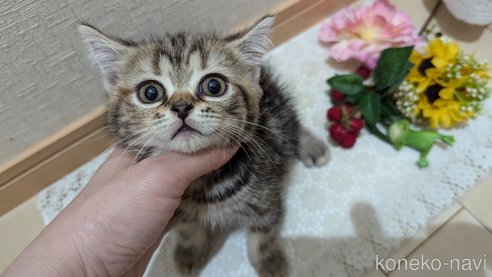 成約済の広島県のスコティッシュフォールド-85438の2枚目