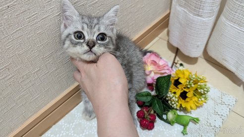 成約済の広島県のスコティッシュフォールド-85440の12枚目