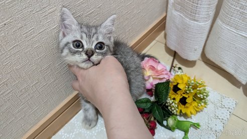 成約済の広島県のスコティッシュフォールド-85440の9枚目