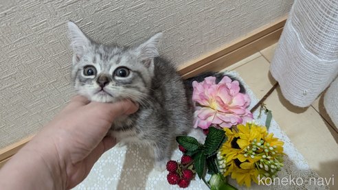 成約済の広島県のスコティッシュフォールド-85440の10枚目