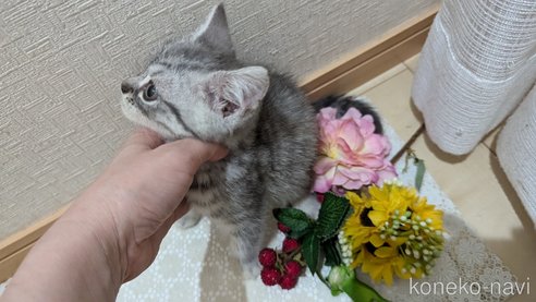 成約済の広島県のスコティッシュフォールド-85440の11枚目