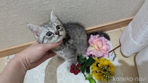 成約済の広島県のスコティッシュフォールド-85440の7枚目