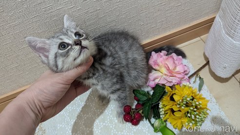 成約済の広島県のスコティッシュフォールド-85440の5枚目