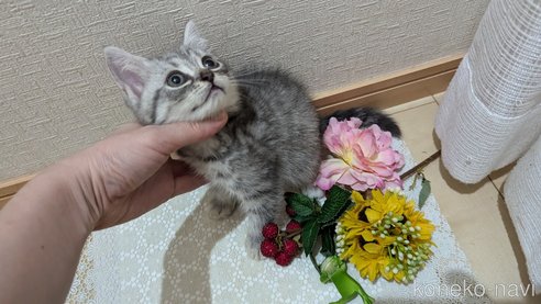 成約済の広島県のスコティッシュフォールド-85440の6枚目