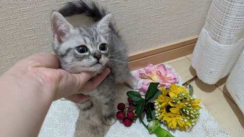 成約済の広島県のスコティッシュフォールド-85440の4枚目