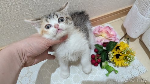 成約済の広島県のスコティッシュフォールド-85433の25枚目