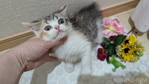 成約済の広島県のスコティッシュフォールド-85433の23枚目