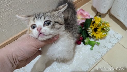 成約済の広島県のスコティッシュフォールド-85433の21枚目